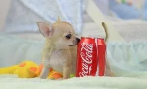 Chihuahua Pups for Sale 420.00