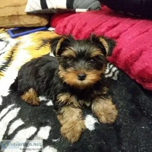 Lovely cristmas Yorkie Puppies Match 4 You will match you with y