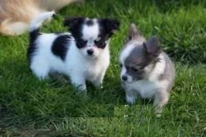 Excellent Chihuahua Puppies