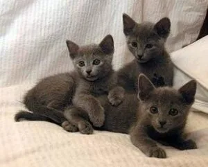 Russian Blue Kittens Health Guarantee