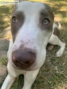 AdoptRehome Fun loving energetic 9 month old puppy.