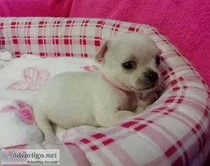 Super Cute Chihuahua Puppies for Adoption