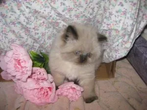 Himalayan kittens