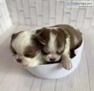 Outstanding Apple Head Two Female And A Male Chihuahua Pups
