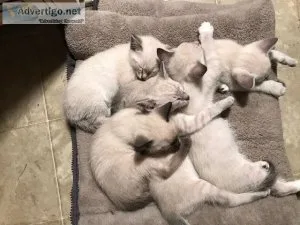 Siamese Kittens