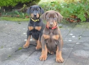 Doberman Pinscher puppies Come cropped and docked