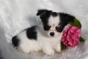 Healthy Registered Chihuahua Puppies