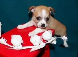 Fawn and White Chihuahua