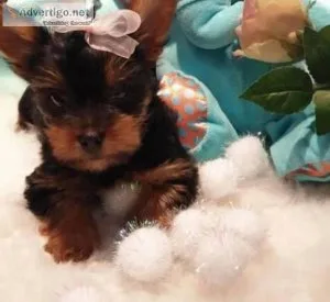two yorkie puppies for free adoption