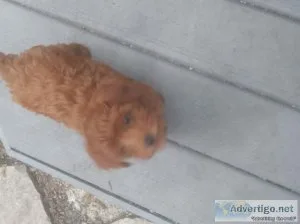 Tiny female cavapoo