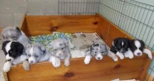 Australian shepherd puppies