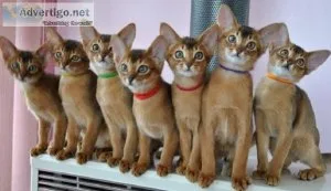Abyssinian Kittens Available now