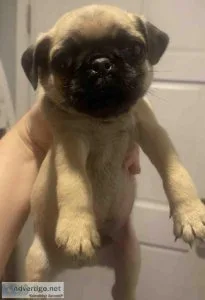Pug puppy for Rehoming