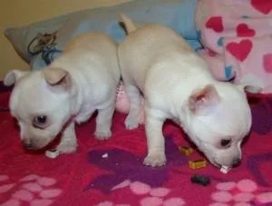Tan and Brown Chihuahua Puppies