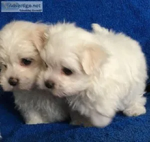 Teacup Maltese Puppies