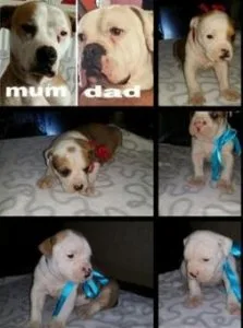 American Bulldog puppies