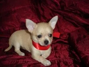ChihuahuaYorkie Cross