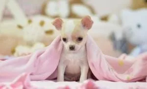 CHIHUAHUA PUREBRED REGISTERED PUPPIES( TEACUP SIZES) 400.00