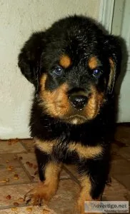 AKC Rottweiler puppies
