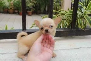 Puppies Available CKC registered