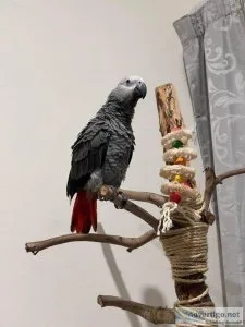 African Grey Congo Parrot