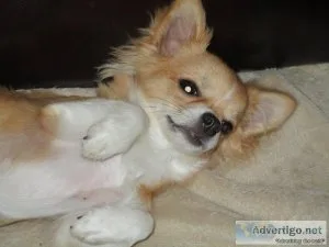 Chihuahua Pup 6 mos. Male Long Coat