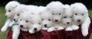 Malesfemales Samoyed puppies