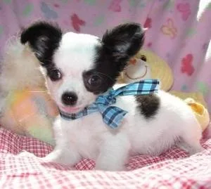 Lovely Tiny Chihuahua Puppies
