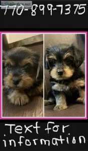 Female yorkie puppies