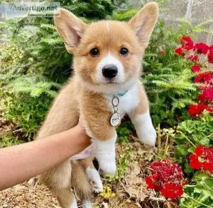 Registered Pembroke Welsh Corgi Puppies