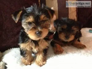 yorkie puppies for X -mass