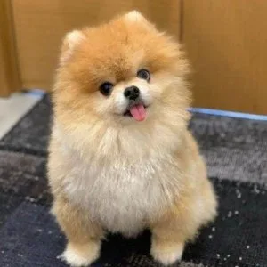POMERANIAN PUPPY FOR SALE AT AFFORDABLE RATE