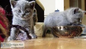 British short-hair kittens
