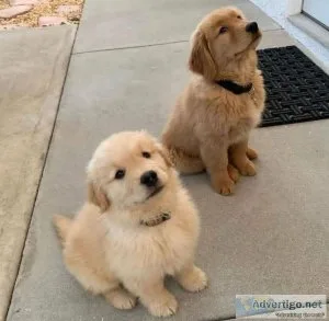 Golden Retriever Puppies Available