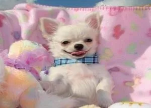 Lovely and Very Charming Chihuahua Puppies