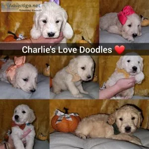Creme Goldendoodles