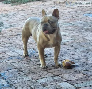 French Bulldogs Stud