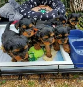 Gracious and Awesome X-Mass Yorkshire Terrier Puppies For Sale