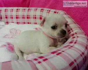 Tiny Female Chihuahua for Sale