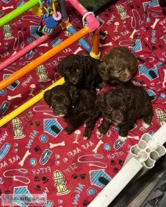 Cockapoos