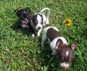 Gorgeous chihuahua puppies ready for adoption.
