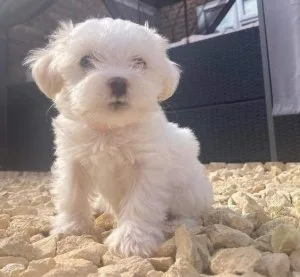 bhgt Available Maltese puppies