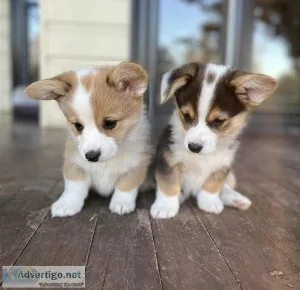 tht6 Lovely Pembroke Welsh Corgi puppies
