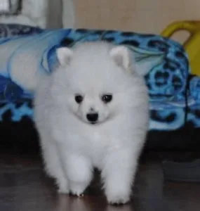 Beautiful Pomeranian Puppies ready.