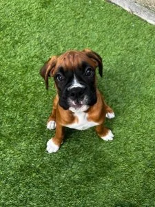 AKC reg. Boxer puppies 3 boys and 2 girls