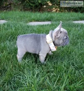 08 FRENCH BULLDOG PUPPIES FOR YOU NOW