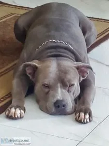 Lost gray male pit bull name blue