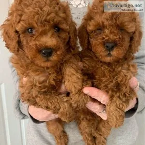 CKC Toy Poodle Puppies.