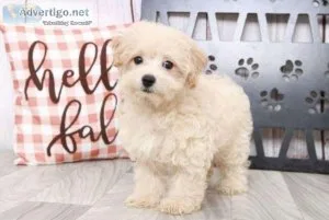 Lovely Malti-Poo Puppies For Sale