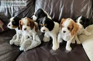 tjyj Quality Cavalier King Charles Puppies
